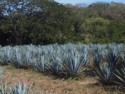 Blue agave for making tequila